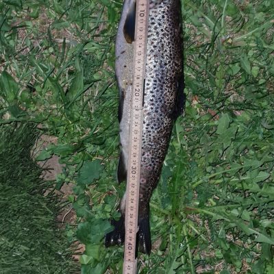 Fiske